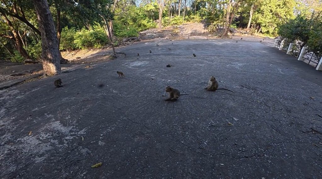 Monkeys resting on the road near Wat Phra Phutthachai in Saraburi