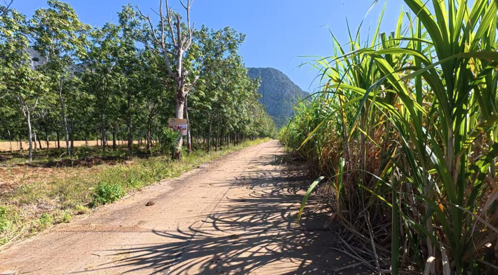 Narrow road through sugarcane fields on the way to Sa Kaeo, Thailand