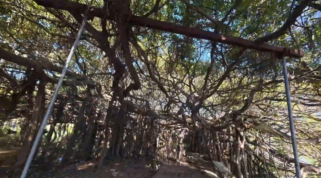 Massive banyan roots forming a natural forest at Sai Ngam Phimai