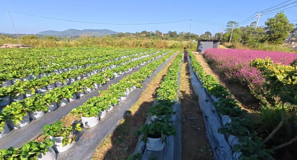 Rows of strawberry plants at a garden in Sa Kaeo, Thailand