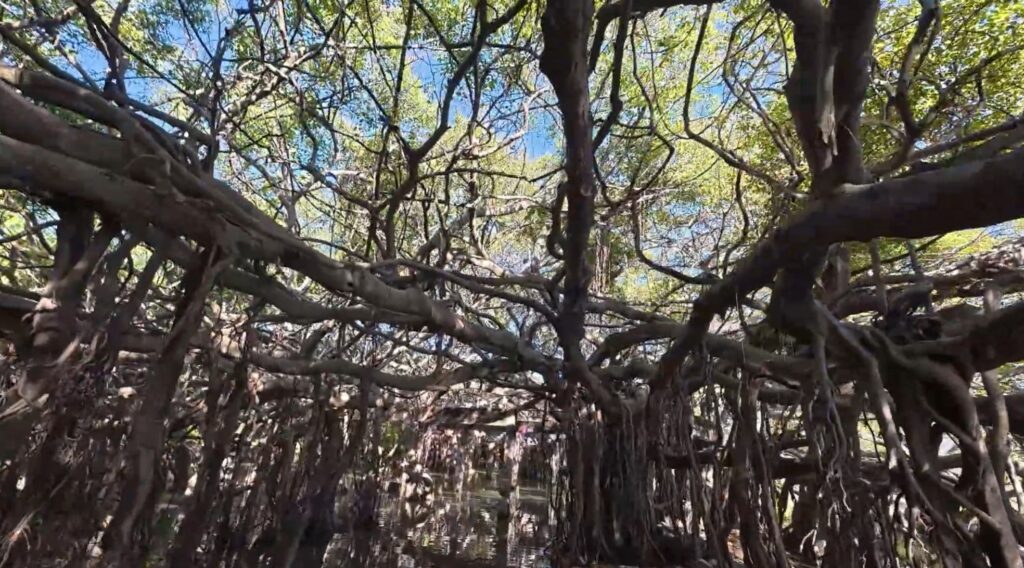 Twisted trunks and aerial roots beneath the Sai Ngam banyan canopy