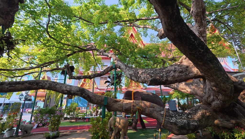 Ancient tree at Wat Lum Mahachai Chumphon, where King Taksin is believed to have gathered his army in Rayong, Thailand.