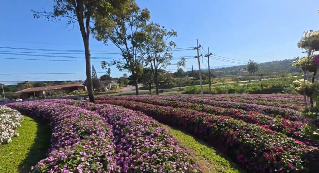 Walking path through a colorful flower garden in Sa Kaeo, Thailand
