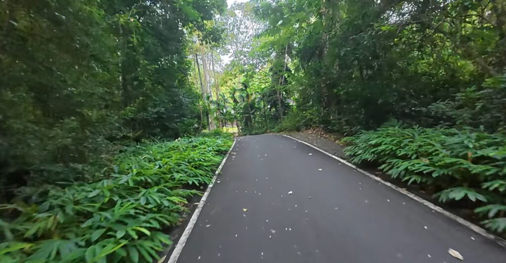 Forest road during my first motorcycle ride to Phu Soi Dao National Park