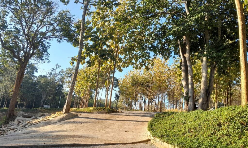 Quiet tree-lined entrance road leading into PV Camping in Saraburi