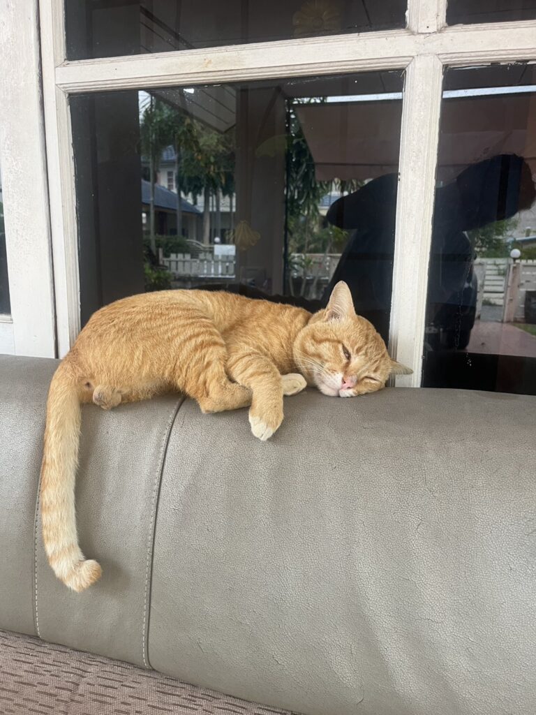 Yellow the orange cat from Yellow and Black Cat Stories