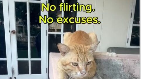 Yellow waiting at the gate for Black in Stray Cat–4