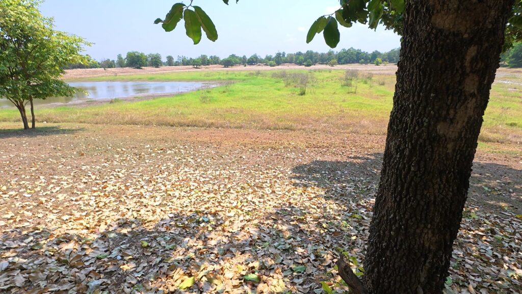 Landscape near Sadok Kok Thom Historical Park