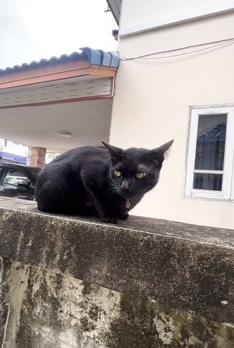 Black the black cat from Yellow and Black Cat Stories