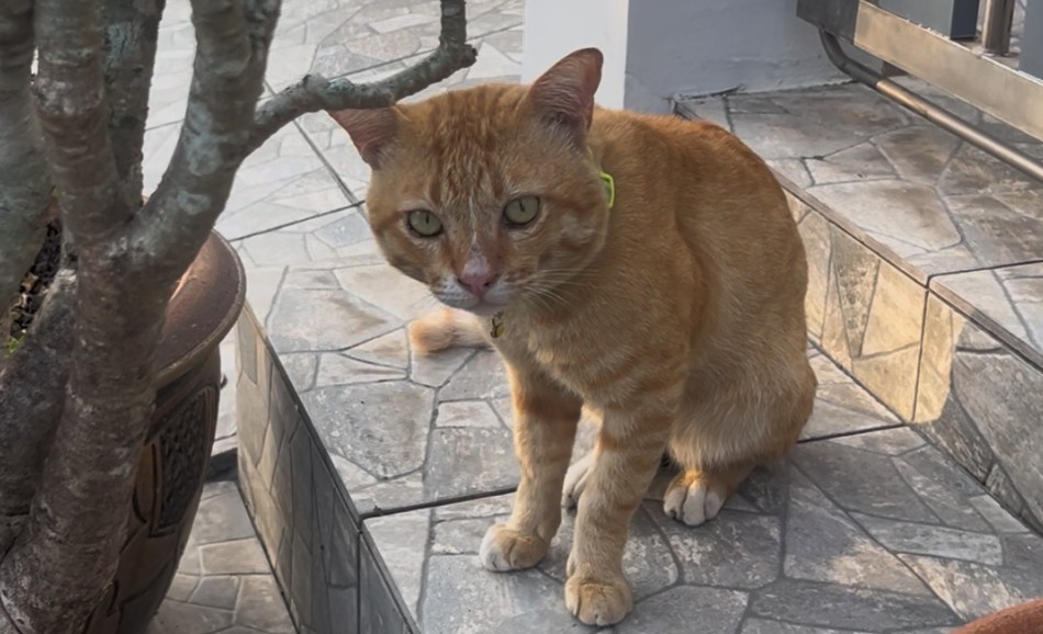 church guy cat story with Yellow searching near the gate