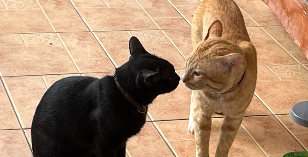 Black sniffing Yellow after he returns with a suspicious scent