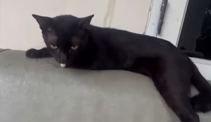 Black waiting impatiently for Yellow to come home