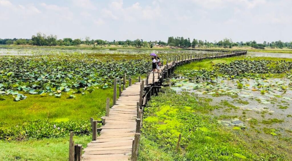 Kae Dam Wooden Bridge crossing a lotus-filled wetland in Maha Sarakham