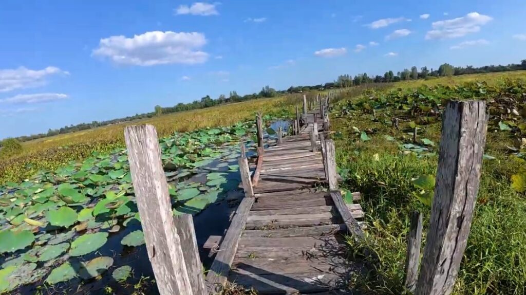 Weathered wooden planks of Kae Dam Bridge surrounded by lotus wetlands