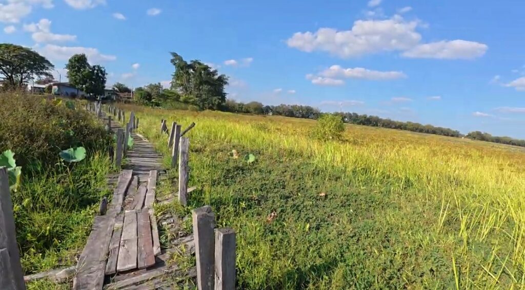 Narrow wooden walkway stretching through the wetlands at Kae Dam Bridge