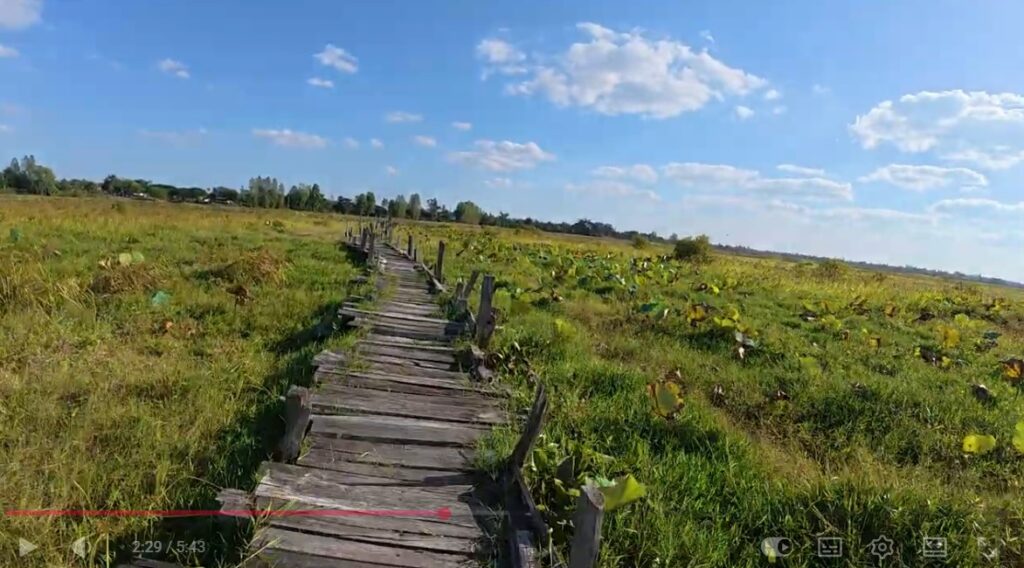 Wide view of Kae Dam Wooden Bridge and the surrounding lotus wetlands