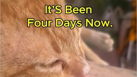 Yellow waiting by the gate for Black in Stray Cat–5