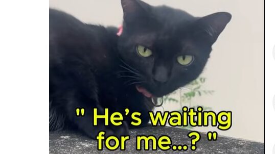 Stray Cat 6 – Black wonders if Yellow is still waiting for her