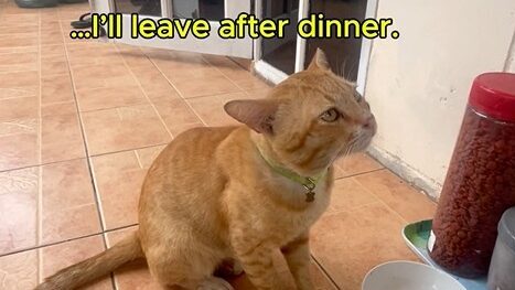 Yellow cat complaining about dinner while Black watches from the sofa