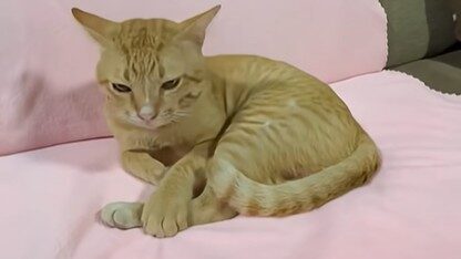 Yellow the stray cat waiting alone after Black disappeared