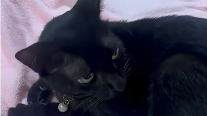 Black the stray cat upset because Yellow smells like another female