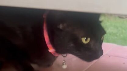 Black the stray cat cautiously eating dinner after returning home