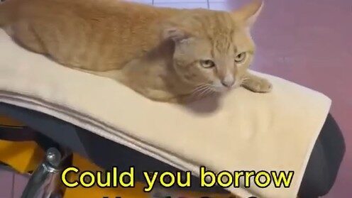 Yellow Wants My Honda Cub to Find Black