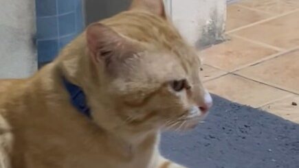 No License No Love Yellow Cat Story 12