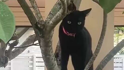 Black cat watching from a tree in Men Can’t Be Fixed
