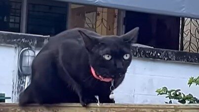 Black cat revealing Yellow's secret in Cat Story 15