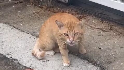Yellow cat realizes Black knows his secret in Cat Story 16
