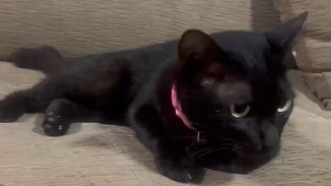 Black cat remembering how Yellow used to be in Cat Story 17