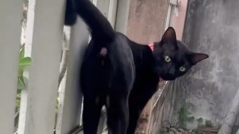 Black cat hiding as her past follows her in Cat Story 18