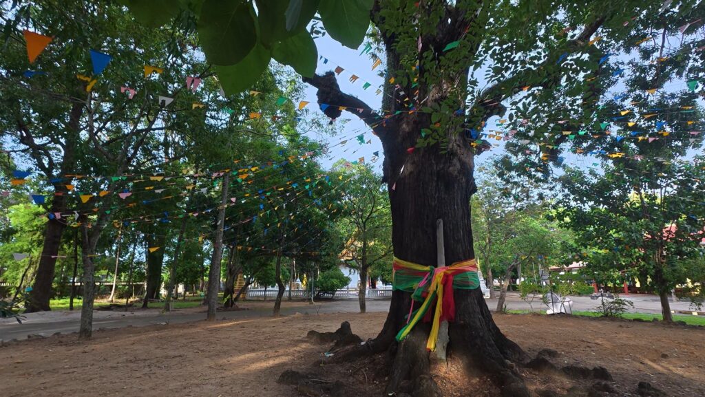 Ancient Takhian tree at Wat Takhian Ngam in Pak Nam Prasae, Rayong, wrapped with sacred cloth and surrounded by colorful prayer flags