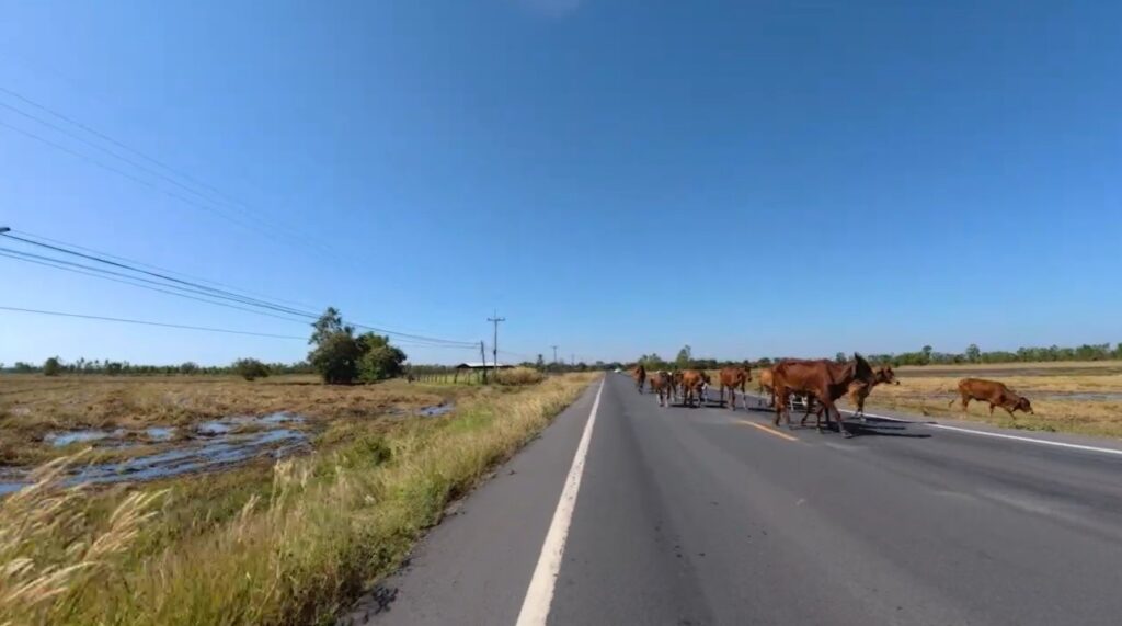 Cattle crossing a quiet rural road during a motorcycle journey through Isan