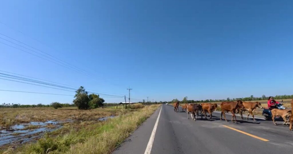 A beginner motorcycle rider encountering cattle on a quiet rural road between Buriram and Roi Et