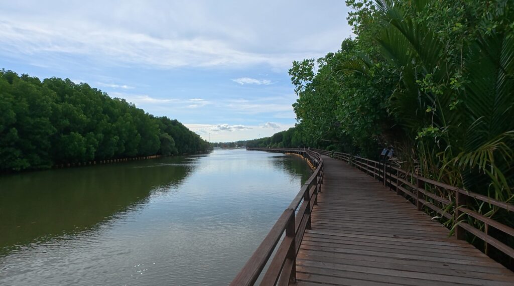 Wooden walkway through the mangroves in coastal Rayong