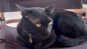 Black Is Back With Secrets 😹 | Yellow Cat Story 72