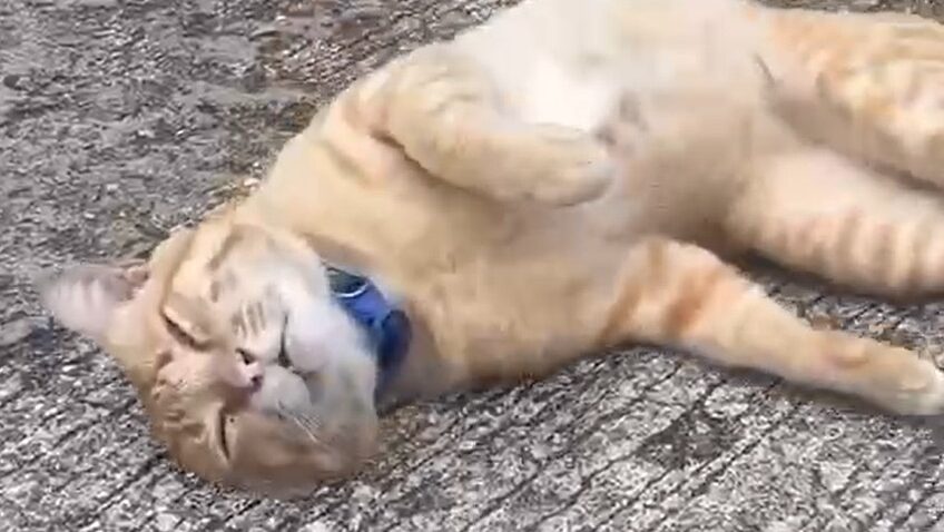 Cat Story 19 – Yellow cat exhausted after a secret romantic night out