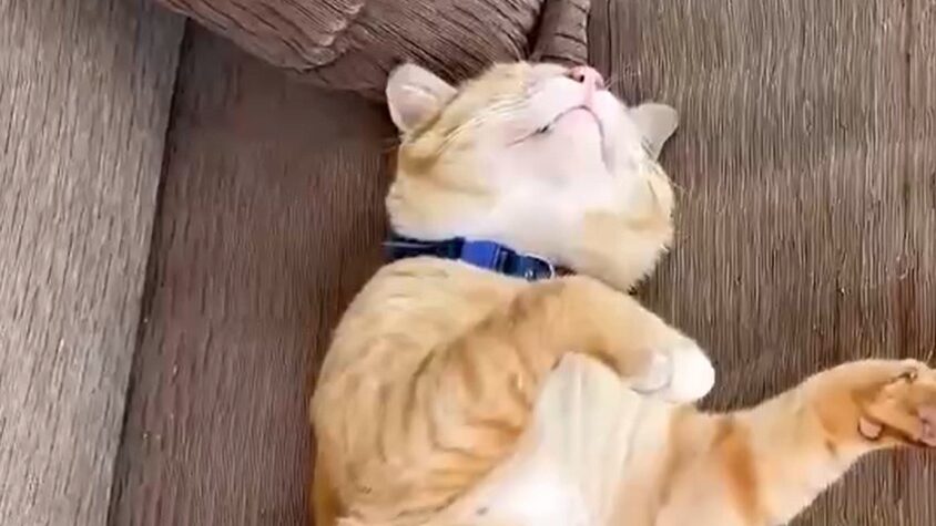 Cat Story 20 – Yellow sleeping before meeting the Scarlet Lady