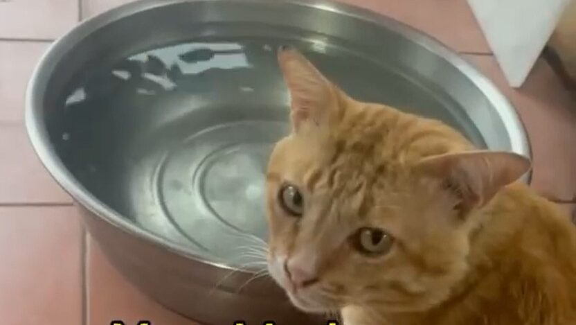 Cat Story 21 – Yellow waiting beside an empty water bowl while searching for Black