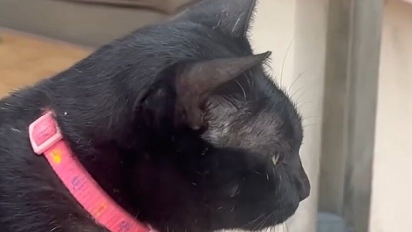 Cat Story 23 – Black smelling the red car perfume on Yellow