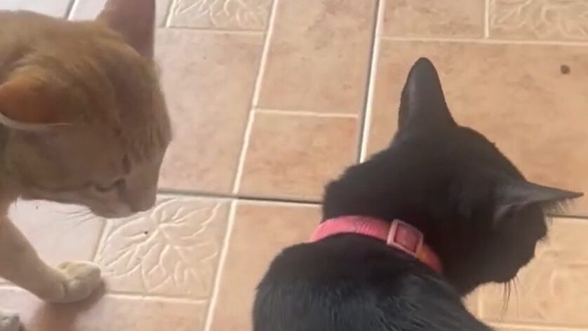 Cat Story 24 – Black investigating a suspicious smell on Yellow Title