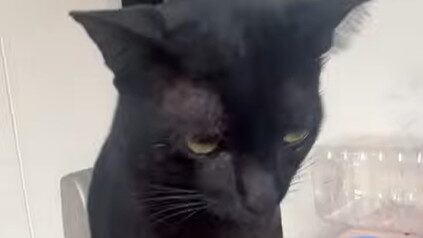 Yellow Cat Story 25 – Black cat interrogating Yellow about the wine bar