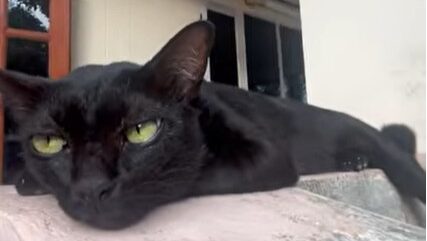 Yellow Cat Story 26 – Black cat listening to Yellow’s complaints from the wall