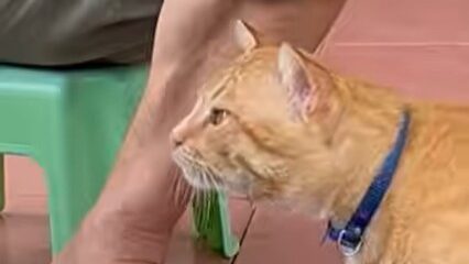 Yellow Cat Story 27 – Yellow waiting for one piece of fresh fish from Boss