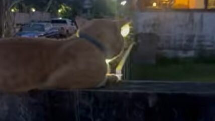 Yellow Cat Story 28 – Black teasing Yellow after he gets stood up