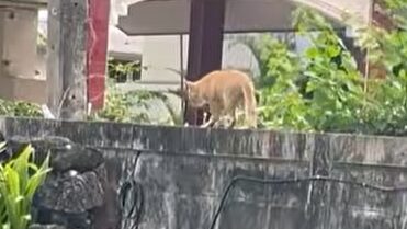 Yellow Cat Story 29 – Yellow being comforted with the promise that he will not go hungry