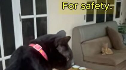 Yellow Cat Story 30 – Yellow sitting far away from Black for his own safety