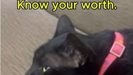 Yellow Cat Story 31 – Black receiving advice that men always come back hungry